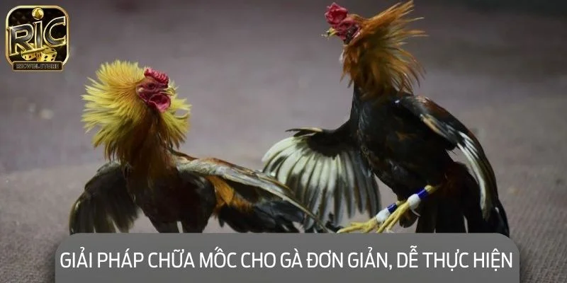 Giải pháp chữa mốc cho gà chọi đơn giản, dễ thực hiện