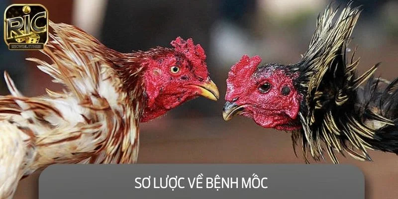 Sơ lược về bệnh mốc