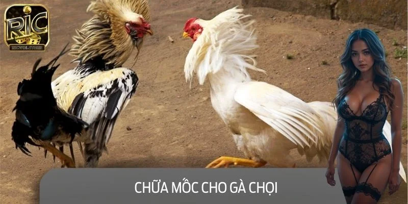 Chữa Mốc Cho Gà Chọi - Dứt Điểm, Phòng Ngừa Tái Phát Bệnh