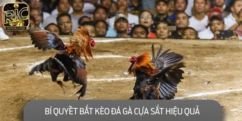 Bí quyết bắt kèo đá gà cựa sắt hiệu quả dành cho người chơi mới