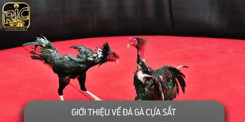 Giới thiệu về đá gà cựa sắt - thể loại phổ biến trong giới cược gà