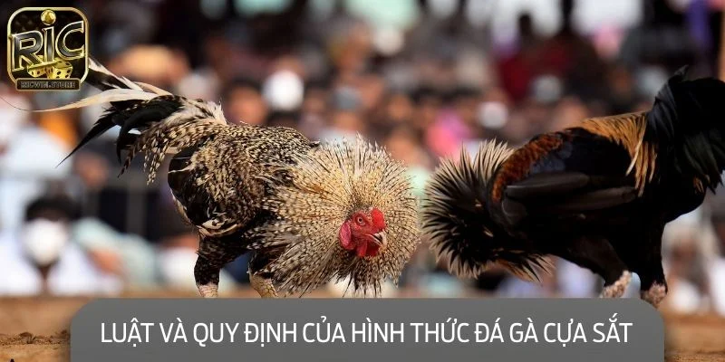 Nắm rõ những quy tắc quan trọng trong một trận đấu gà cựa sắt