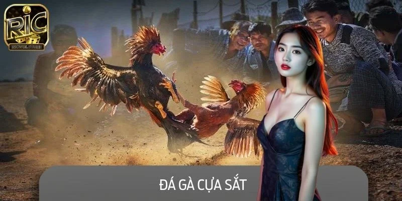 Đá Gà Cựa Sắt - Những Điều Chi Tiết Bạn Cần Phải Biết