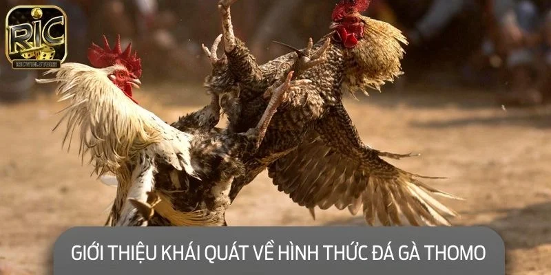 Giới thiệu khái quát về hình thức đá gà Thomo