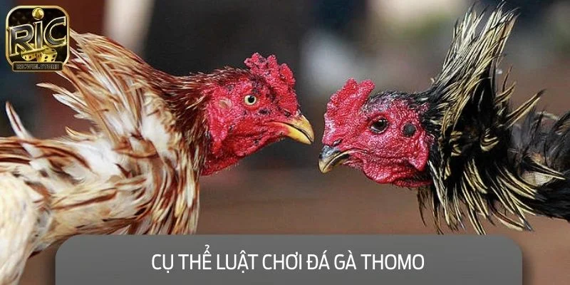 Cụ thể luật chơi đá gà Thomo