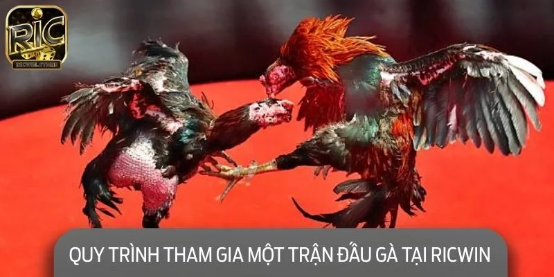 Quy trình tham gia một trận đấu gà tại RICWIN