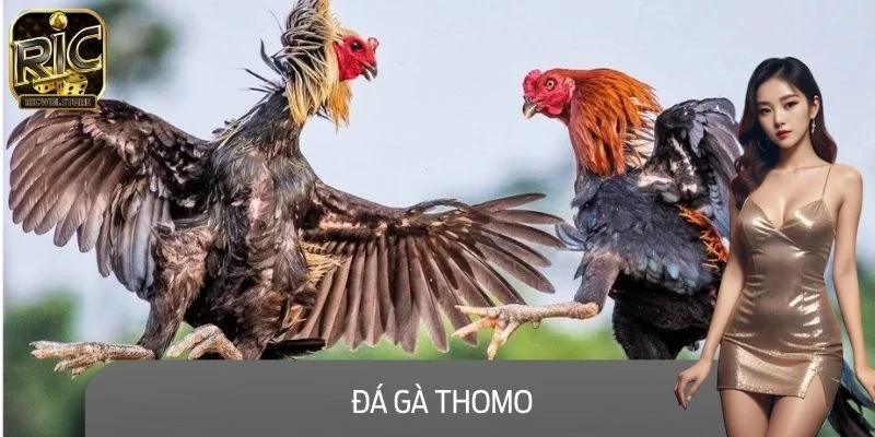 Đá Gà Thomo – Sàn Đấu Kê Kịch Tính Được Yêu Thích Nhất 2025